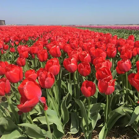 In Dutch Coast With Access