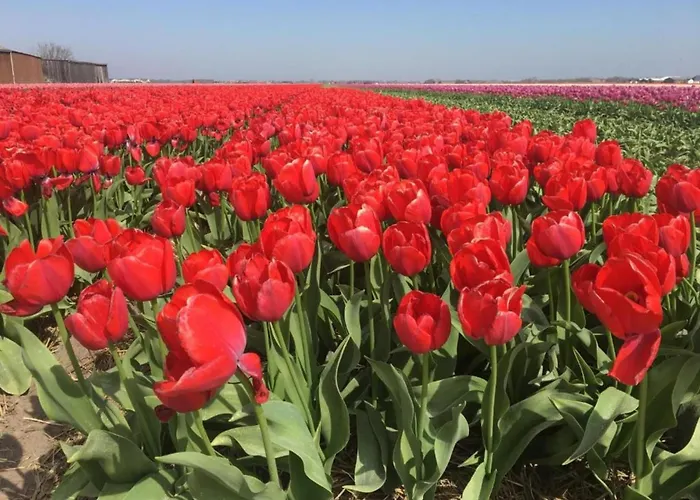 In Dutch Coast With Access